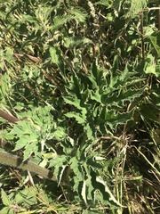 Heracleum sphondylium sphondylium