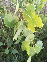 Populus euphratica