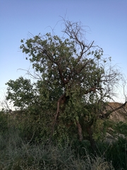 Populus euphratica