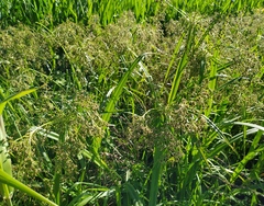 Scirpus sylvaticus