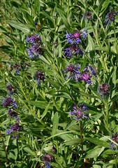 Centaurea cyanus