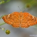 Curve-winged Metalmark - Photo (c) Ignacio A. Rodríguez, some rights reserved (CC BY-NC-ND), uploaded by Ignacio A. Rodríguez