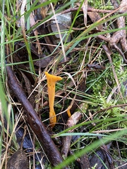 Clavulinopsis amoena