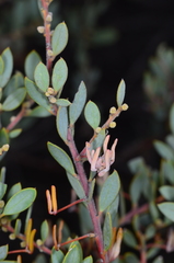 Acacia brachybotrya