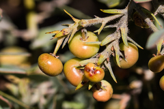 Arctostaphylos otayensis