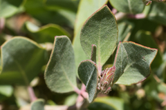 Arctostaphylos otayensis