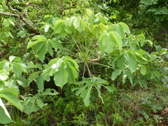 Cussonia arborea
