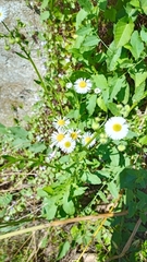Erigeron annuus