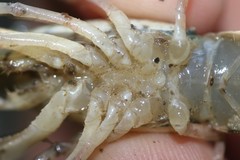 Procambarus simulans