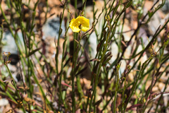 Crocanthemum scoparium