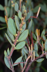 Acacia brachybotrya