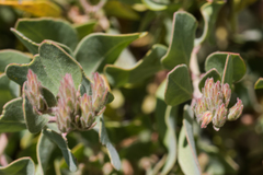 Arctostaphylos otayensis