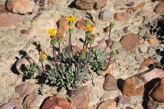 Senecio abbreviatus