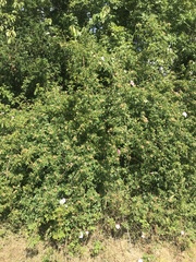 Rosa canina
