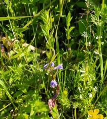Scutellaria galericulata