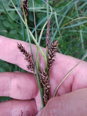 Carex melanostachya