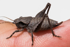Neduba