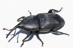 Scyphophorus yuccae