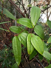 Smilax glyciphylla