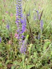 Veronica steppacea