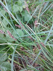 Carex melanostachya