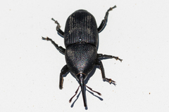 Scyphophorus yuccae