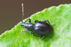 Otiorhynchus achaeus