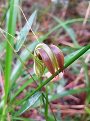 Pterostylis grandiflora