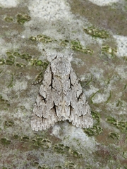 Acronicta psi