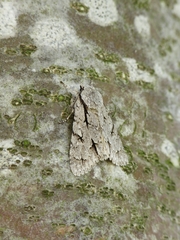 Acronicta psi