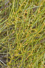 Acacia rigens