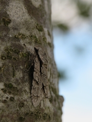 Acronicta psi