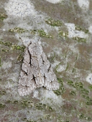 Acronicta psi