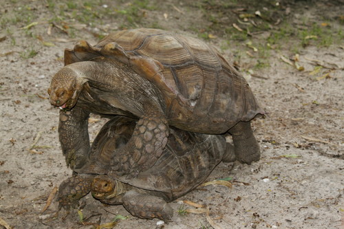 African Spurred Tortoise