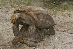 Centrochelys sulcata