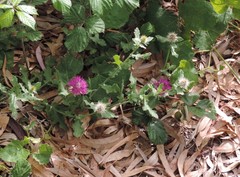 Centaurea sphaerocephala