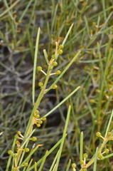 Acacia rigens