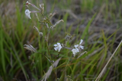 Silene nutans