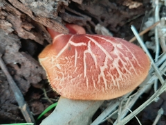 Gymnopilus allantopus