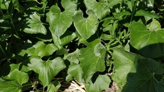Petasites spurius