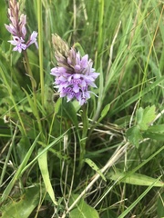 Dactylorhiza fuchsii