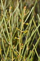 Acacia rigens