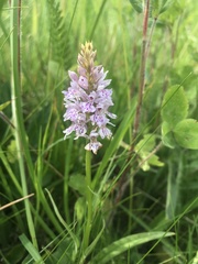 Dactylorhiza fuchsii