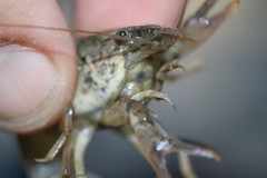 Procambarus simulans