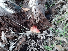 Gymnopilus allantopus