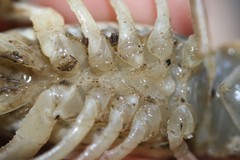 Procambarus simulans