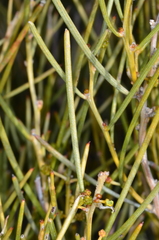 Acacia rigens