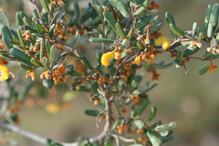 Grevillea chrysophaea
