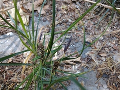 Carex melanostachya