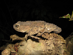 Phrynoidis juxtasper